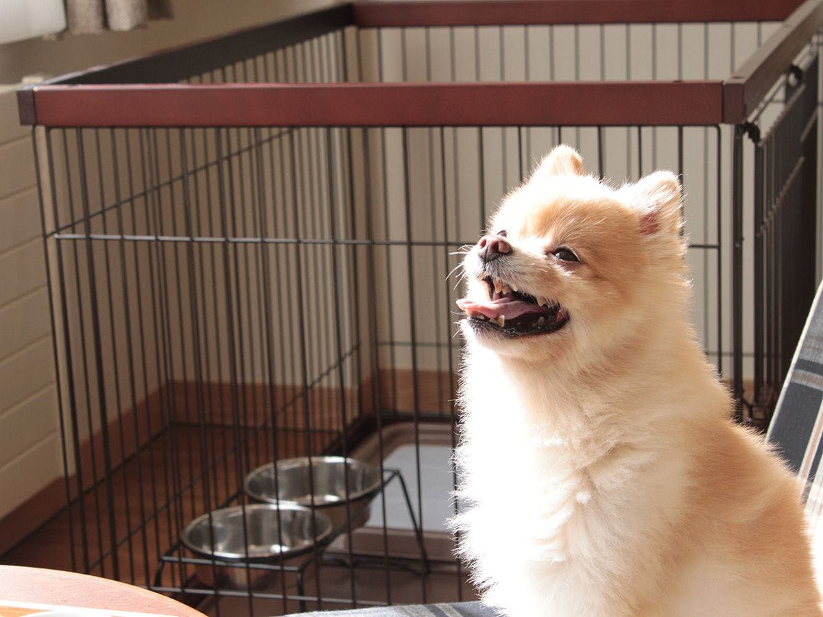 แผนสำหรับคุณและสุนัข