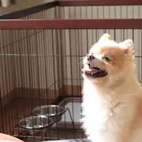 แผนสำหรับคุณและสุนัข