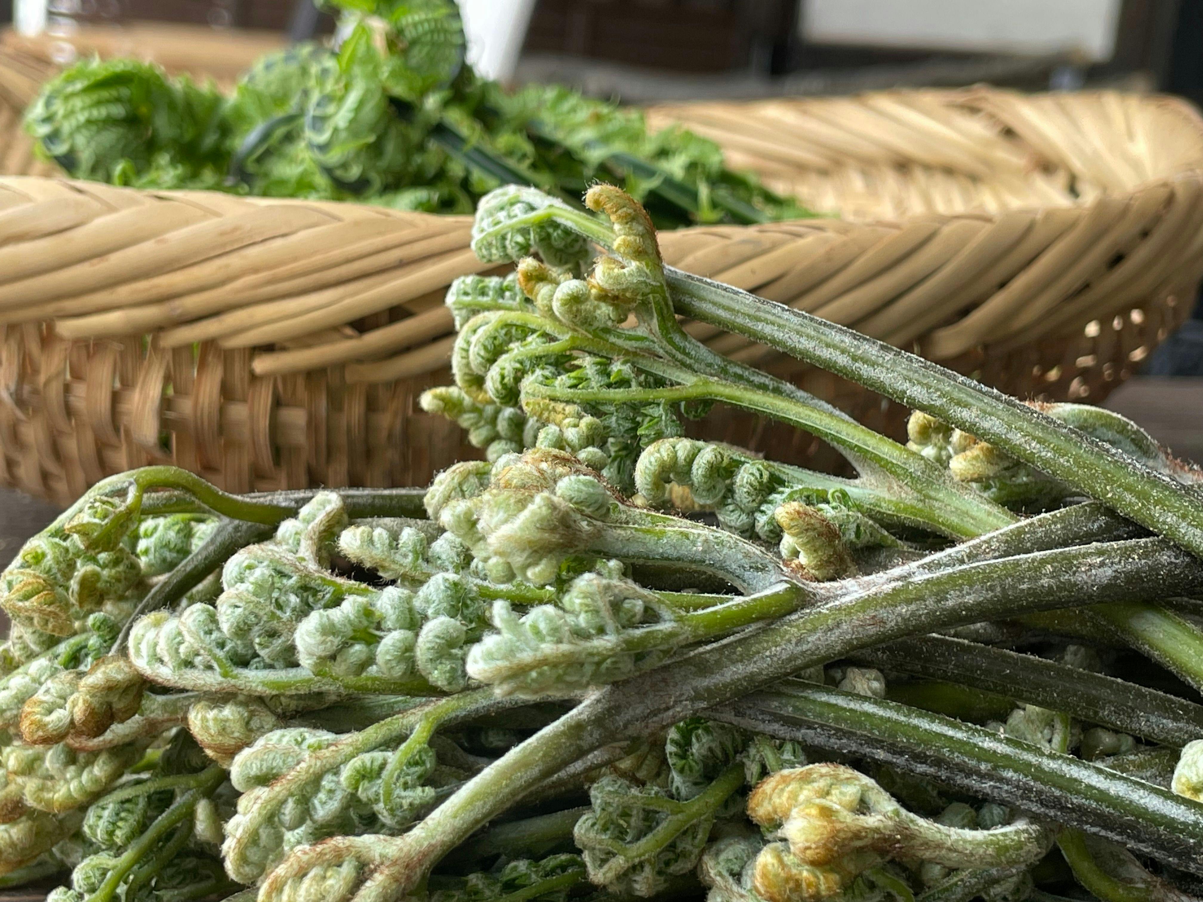 *ตัวอย่างผักป่าภูเขา/รสชาติแห่งฤดูใบไม้ผลิ_วาราบิ