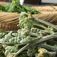 *ตัวอย่างผักป่าภูเขา/รสชาติแห่งฤดูใบไม้ผลิ_วาราบิ