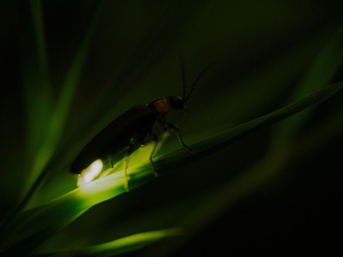 แสงหิ่งห้อยที่ประดับประดาค่ำคืนต้นฤดูร้อน