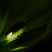 แสงหิ่งห้อยที่ประดับประดาค่ำคืนต้นฤดูร้อน