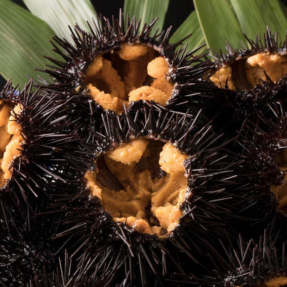 หอยเม่นพร้อมเปลือก (กลางเดือนพฤษภาคมถึงปลายเดือนสิงหาคม)