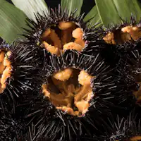 หอยเม่นพร้อมเปลือก (กลางเดือนพฤษภาคมถึงปลายเดือนสิงหาคม)