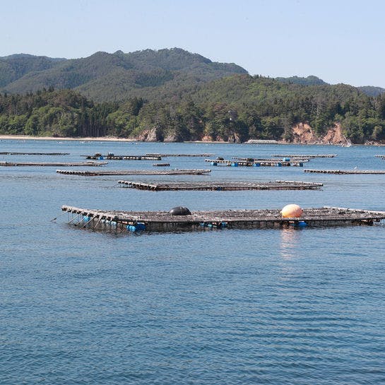 แพเลี้ยงสัตว์น้ำที่ดำเนินการโดยตรงของเรา