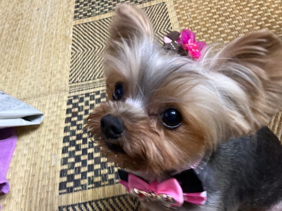 *【Anjing Mimi】Mata bulat besar