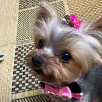 *【Anjing Mimi】Mata bulat besar