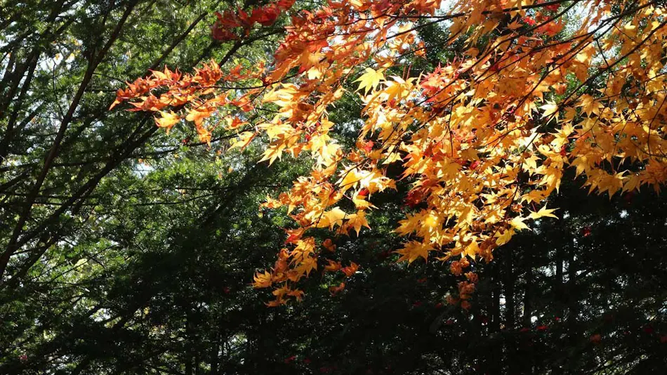 Kita Karuizawa Pension Eden