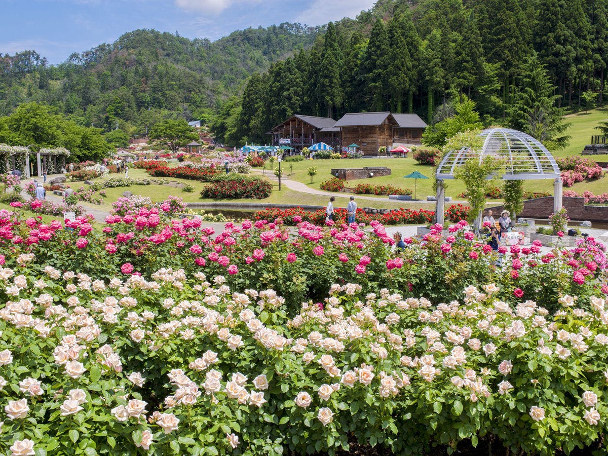 สวนกุหลาบฮิงาชิซาวะ / ช่วงเวลาที่เหมาะสมที่สุดคือเดือนมิถุนายนถึงกันยายน