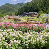 สวนกุหลาบฮิงาชิซาวะ / ช่วงเวลาที่เหมาะสมที่สุดคือเดือนมิถุนายนถึงกันยายน