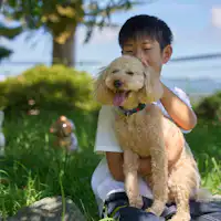 พื้นที่วิ่งเล่นสำหรับสุนัขที่สามารถพักผ่อนใต้ร่มไม้ได้อย่างสบาย