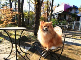 那須高原 ペットと泊まれる宿 ペンション ハロハロ