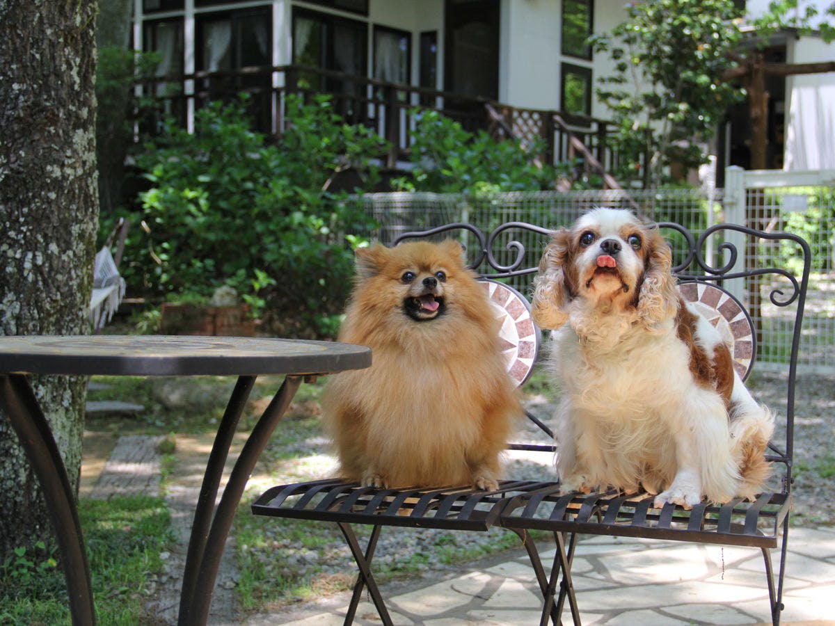 ペンションハロハロinn那須 の宿泊プラン 予約 Yahoo トラベル