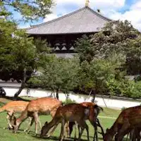 วัดโทได