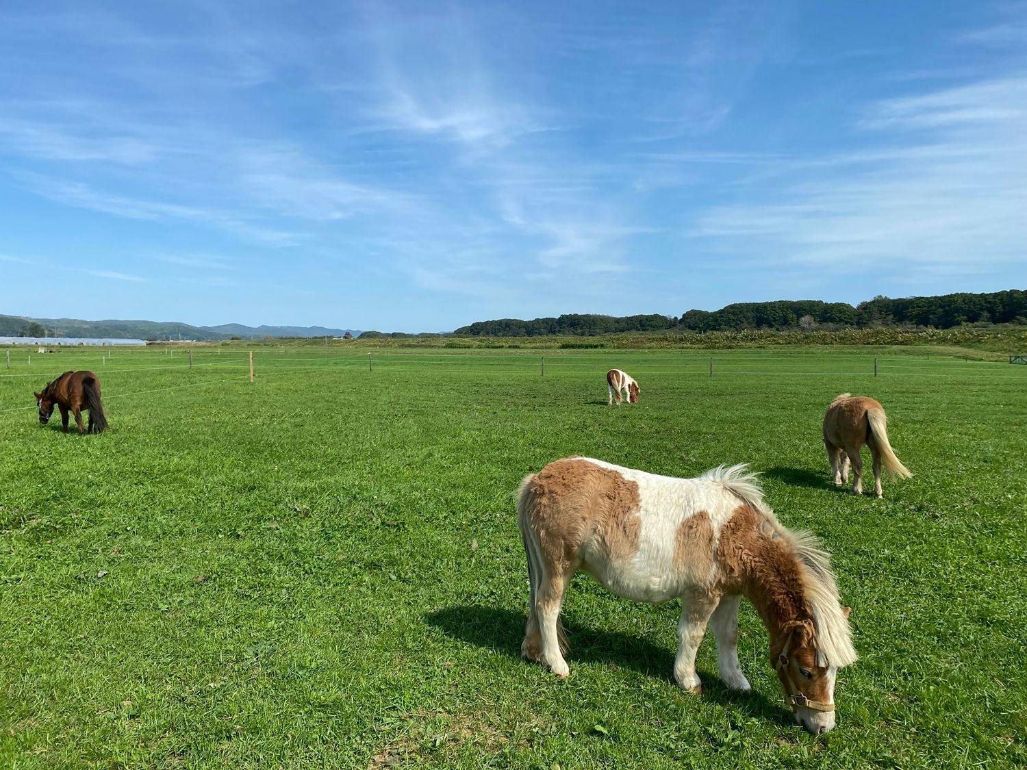 ฟาร์มโอะฮิซะมะ