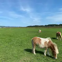 ฟาร์มโอะฮิซะมะ