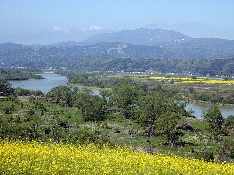 ทุ่งดอกคาโนล่า อิยามะ