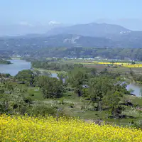 ทุ่งดอกคาโนล่า อิยามะ