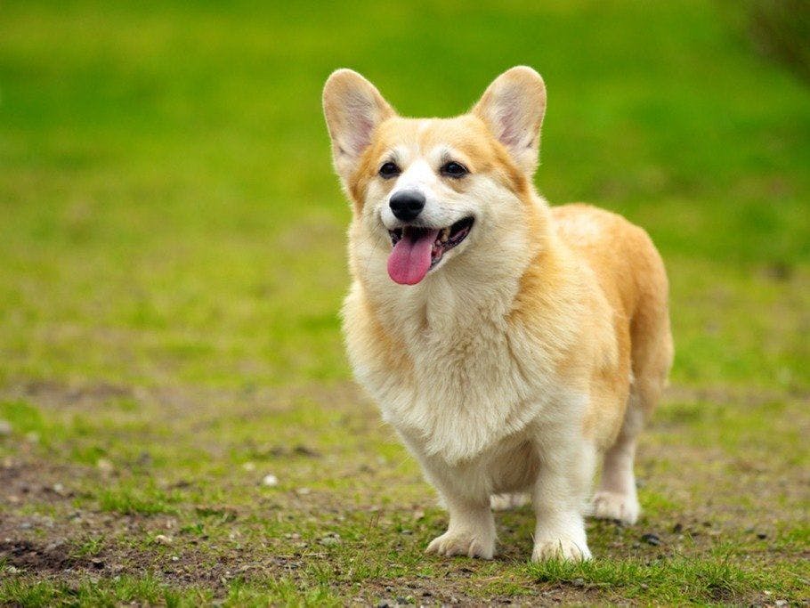 Ashizuri Sunnyside Hotel