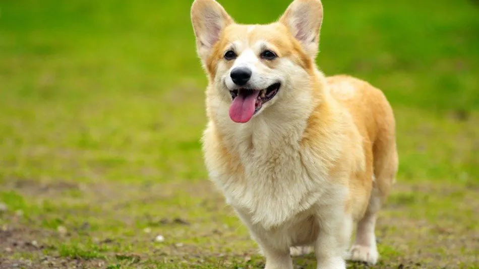 Ashizuri Sunnyside Hotel