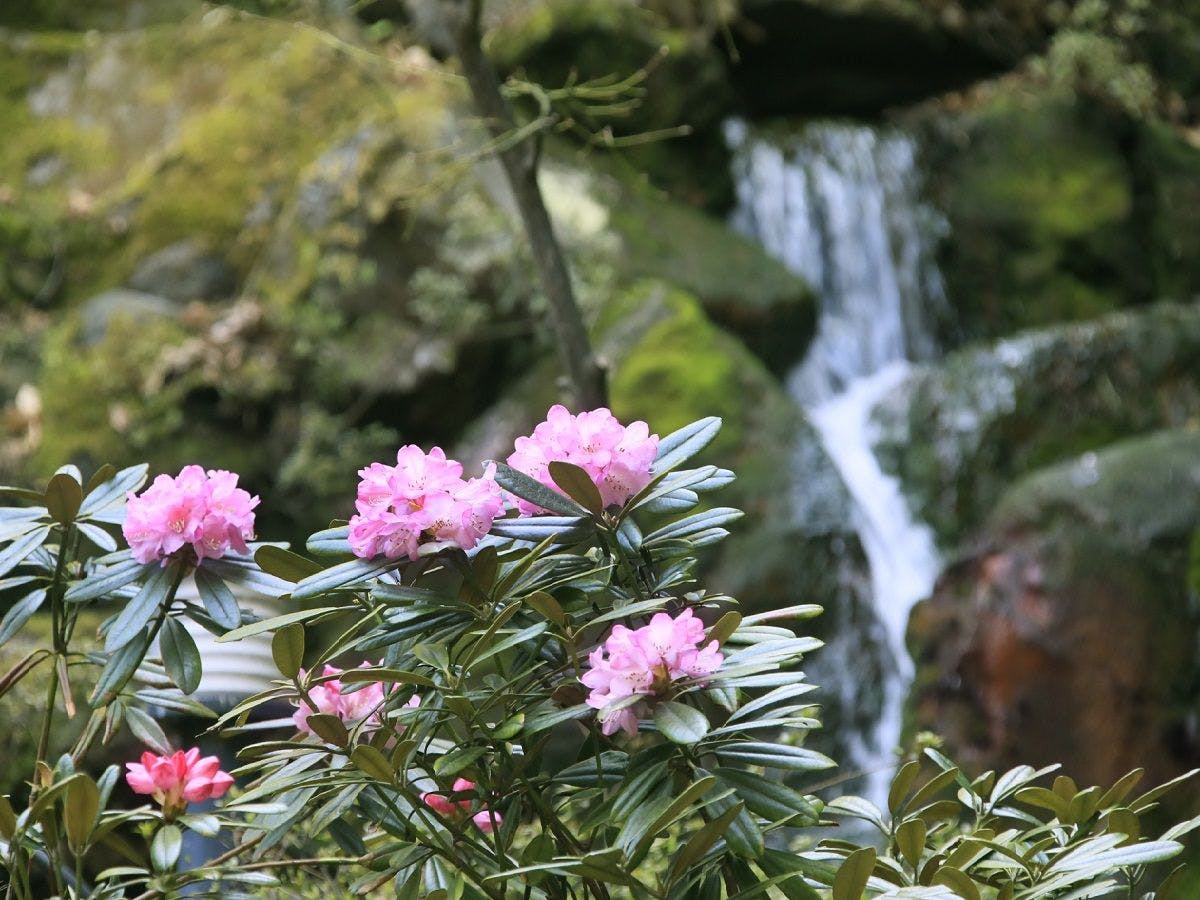 Naruko Fuga