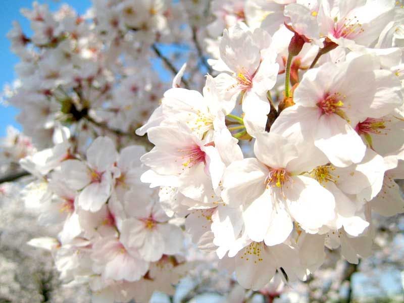 Bunga sakura