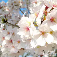 Bunga sakura