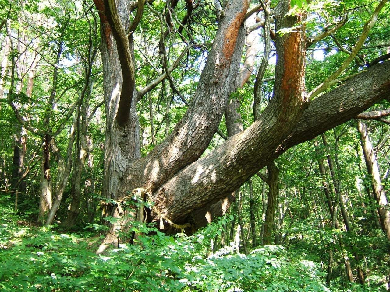 ต้นสนแดงอายุ 700 ปีที่ได้รับเลือกให้เป็นหนึ่งใน 100 ต้นไม้ใหญ่ทั่วประเทศ.