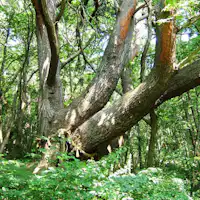 ต้นสนแดงอายุ 700 ปีที่ได้รับเลือกให้เป็นหนึ่งใน 100 ต้นไม้ใหญ่ทั่วประเทศ.