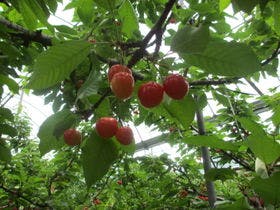 ペンション　もるげんろーて