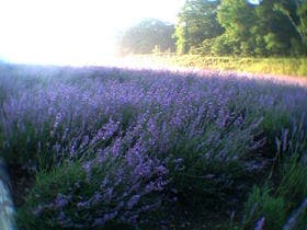 ペンション　もるげんろーて