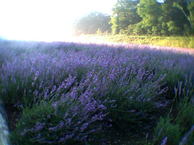 สวนลาเวนเดอร์ทัมบาระอยู่ห่างออกไปเพียง 4 นาทีโดยการเดิน