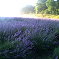 สวนลาเวนเดอร์ทัมบาระอยู่ห่างออกไปเพียง 4 นาทีโดยการเดิน