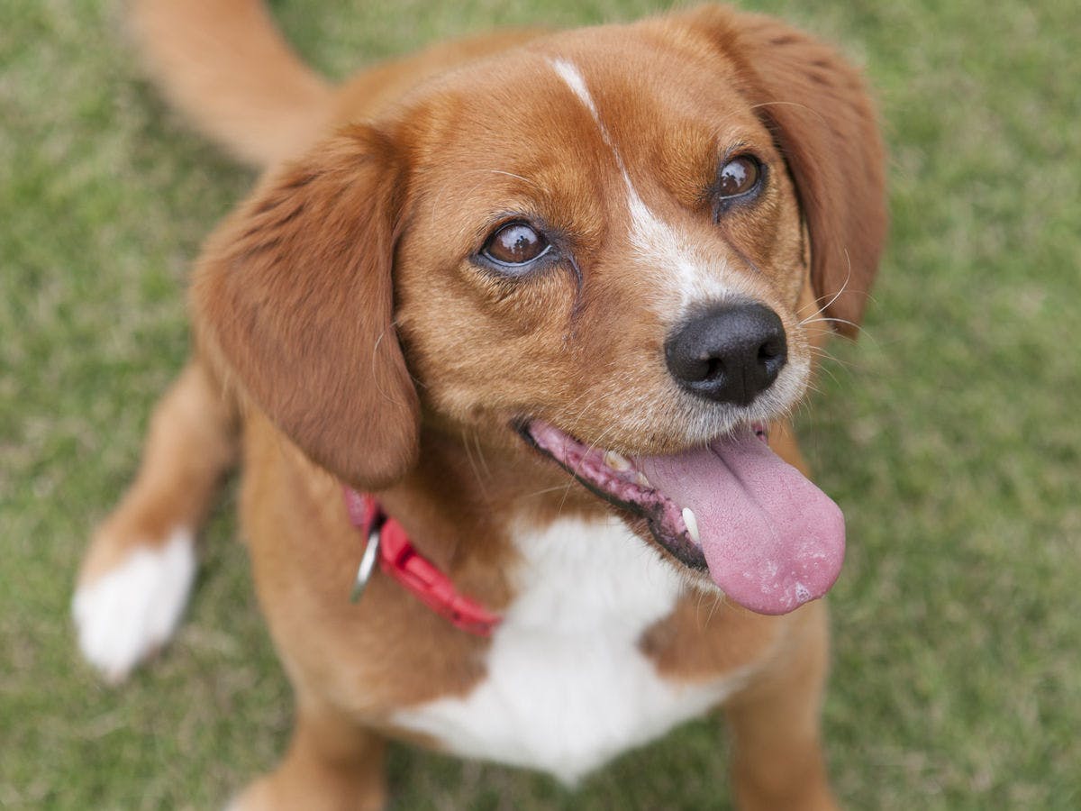 *สุนัขมาสคอตของโรงแรมของเรา 'Hello'