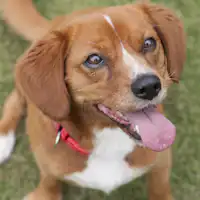 *สุนัขมาสคอตของโรงแรมของเรา 'Hello'