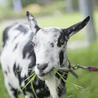 *สิ่งอำนวยความสะดวก/การสัมผัสกับสัตว์