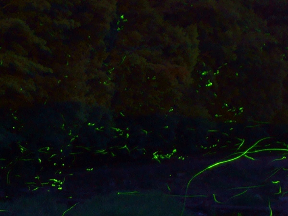 *หิ่งห้อย