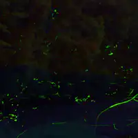 *หิ่งห้อย