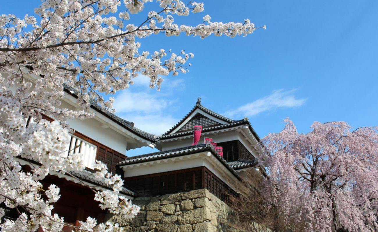 上田城跡公園の桜