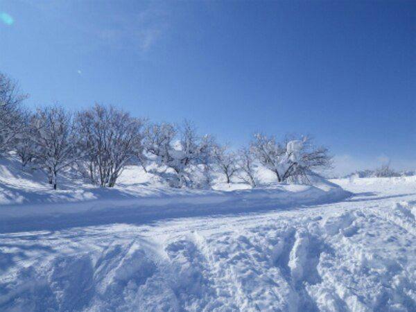 Apricot Pension