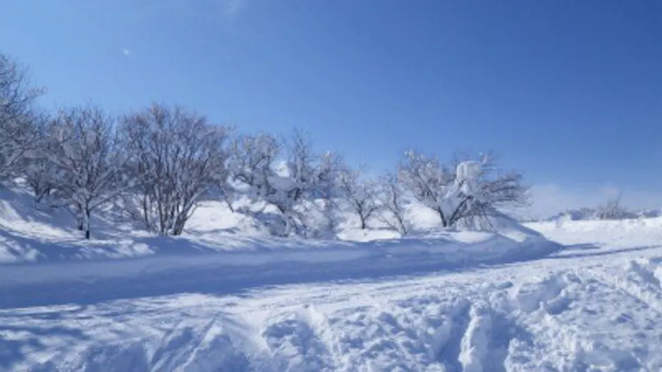 Apricot Pension