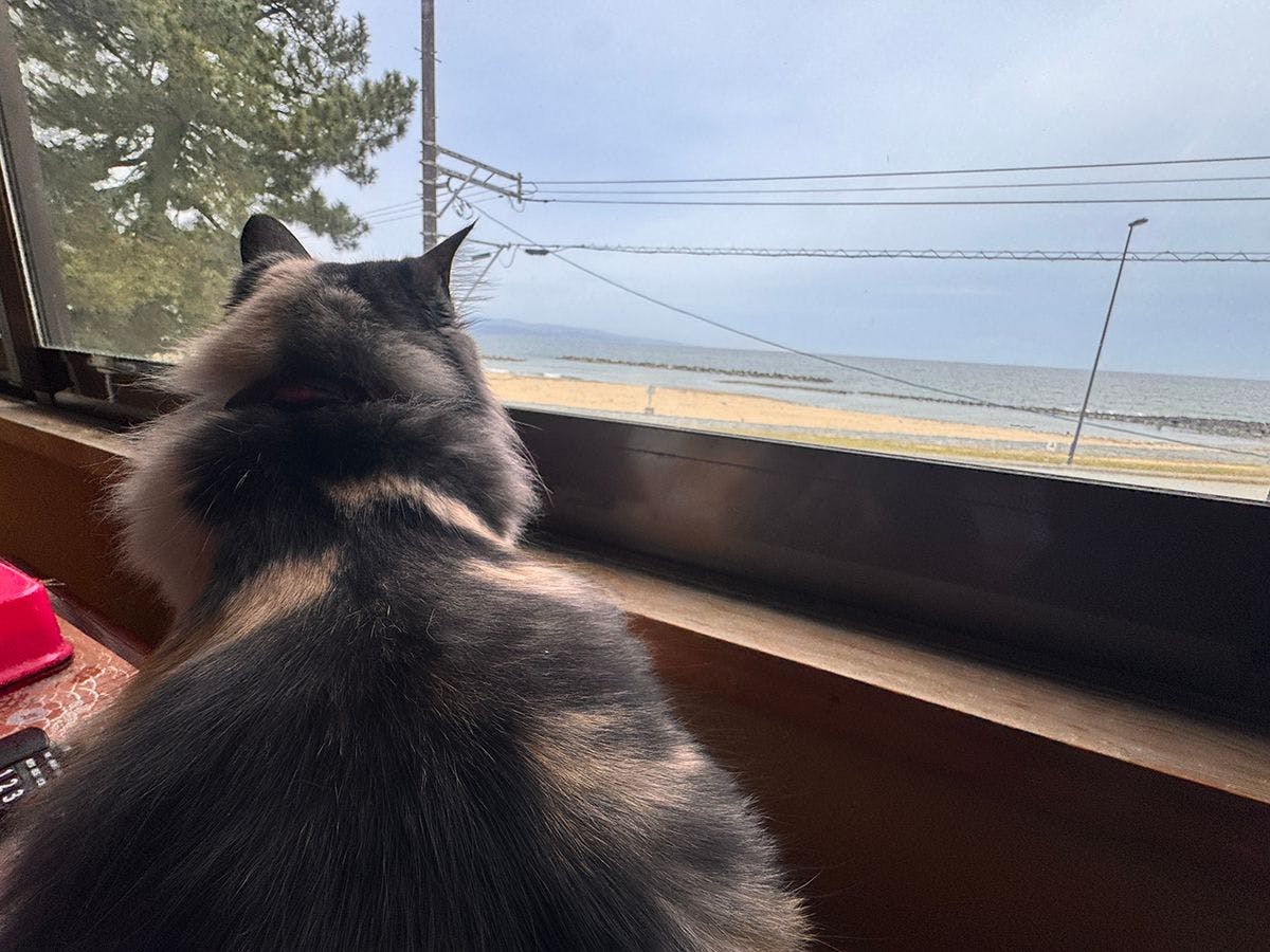 간판 고양이 마메♪