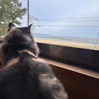 간판 고양이 마메♪