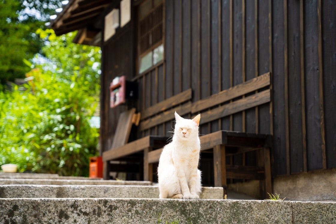 Tomo Nyahn