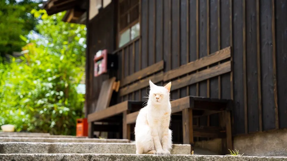 Tomo Nyahn