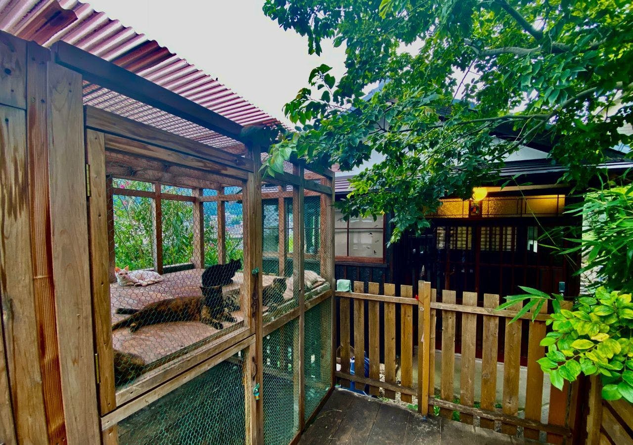 Tomo Nyahn