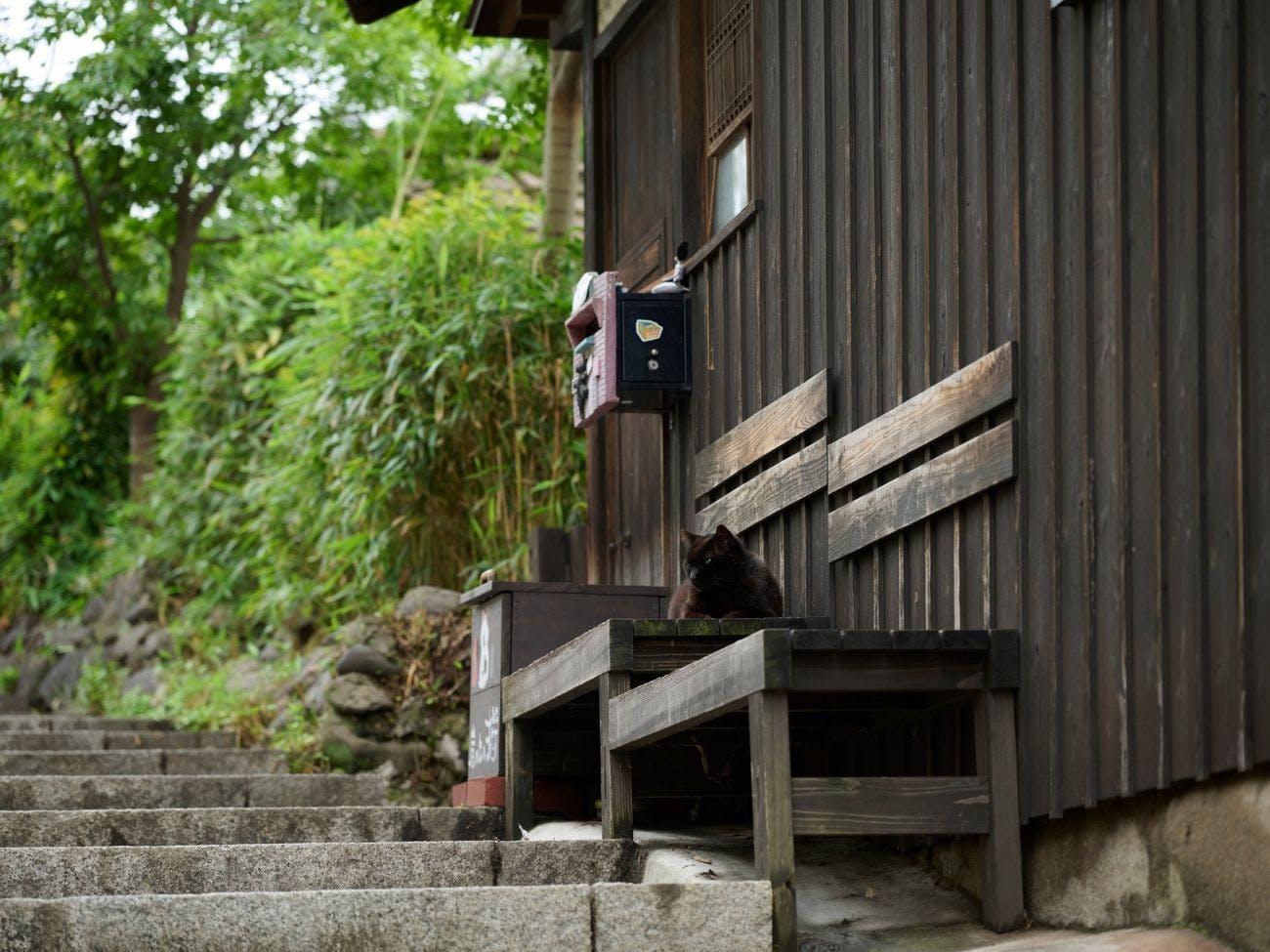 Tomo Nyahn