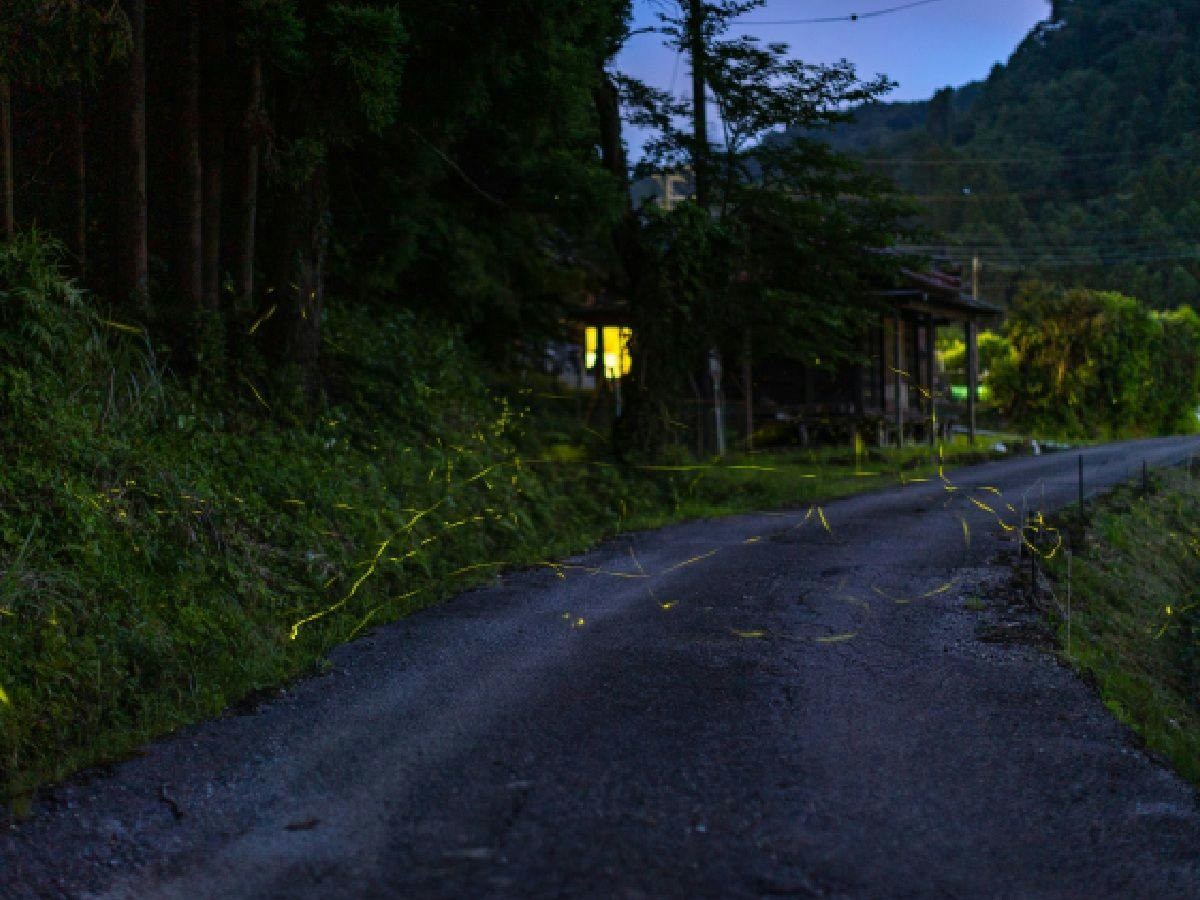 Washinmura- Traditional Houses, Glamping, and Nature: Forest, Mountain, River, Sea