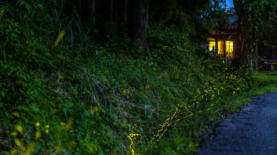Washinmura- Traditional Houses, Glamping, and Nature: Forest, Mountain, River, Sea