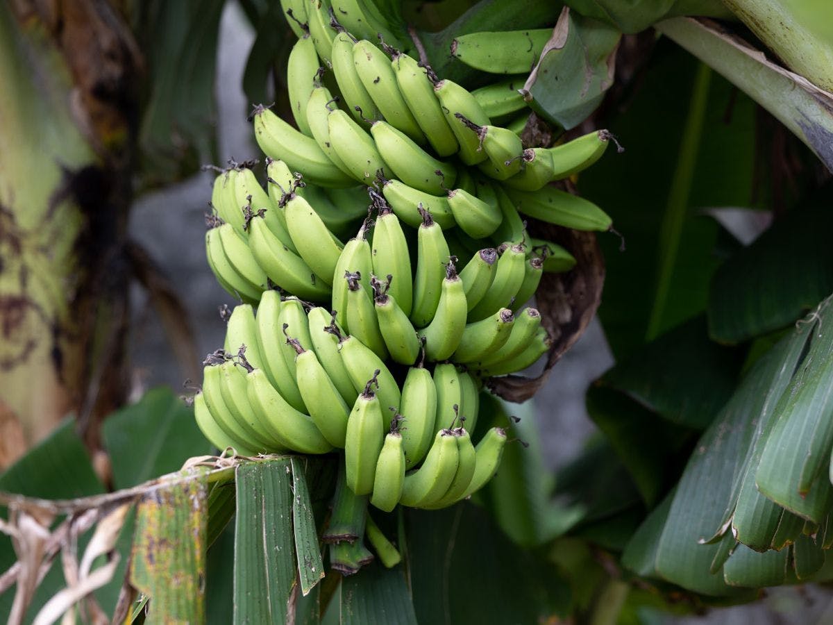 เครือกล้วยเขียวที่ยังไม่สุกยังคงเป็นทัศนียภาพของเขตร้อน